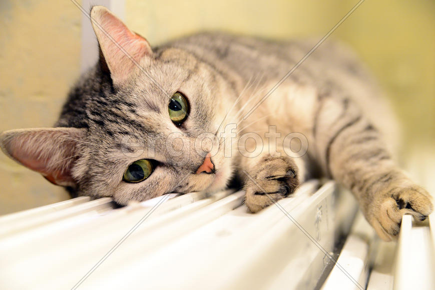 Портрет кошки