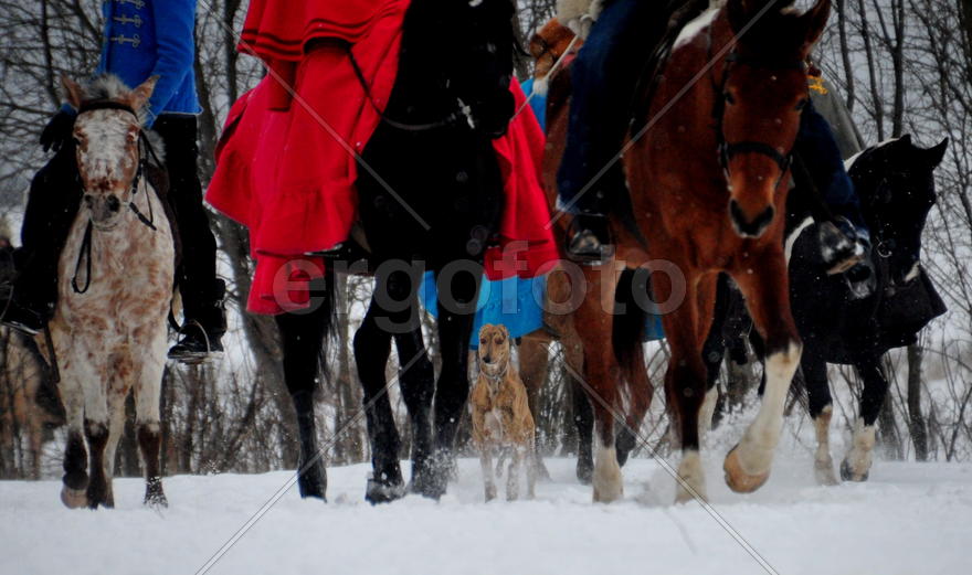 Реконструкция конной охоты с тремя борзыми и одной гончей в клубе Аванпост. фйото Сергей Шахиджанян 