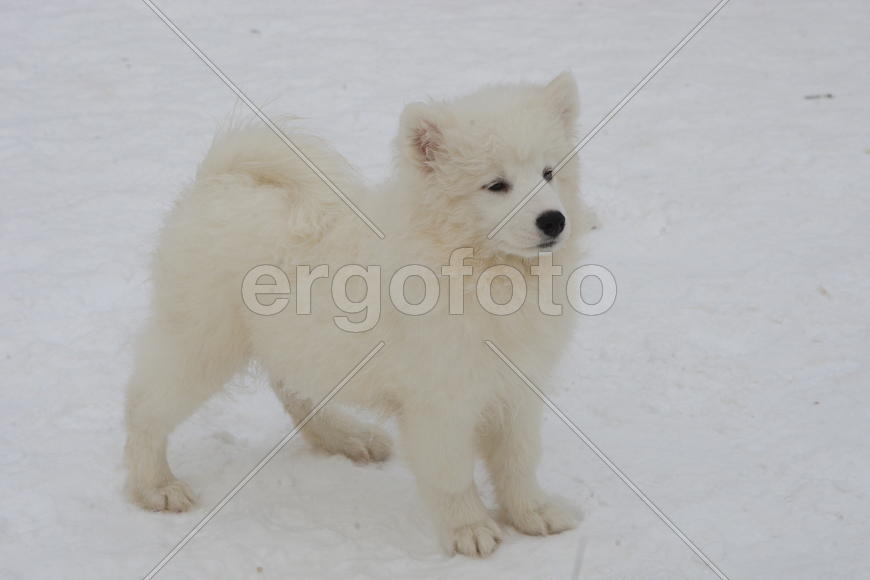 Самоедская собака