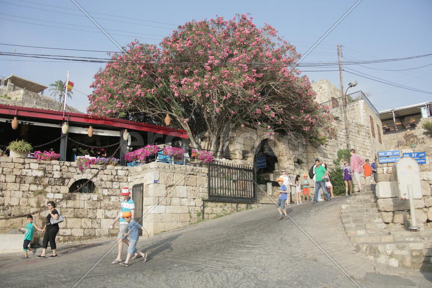 Ливан. Старинное кирпичное здание с цветущем деревом 