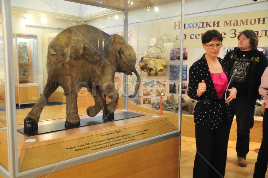  раеведческий музей. —алехард. —амый известный мамоненок в мире Ћюба. ¬ќзраст 40 тыс€ч лет. Ќа сегод