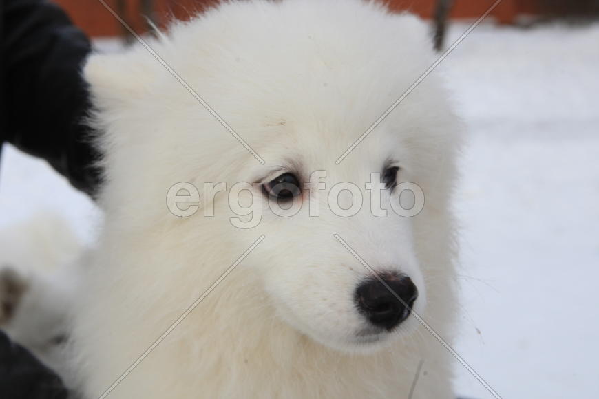 Самоедская собака