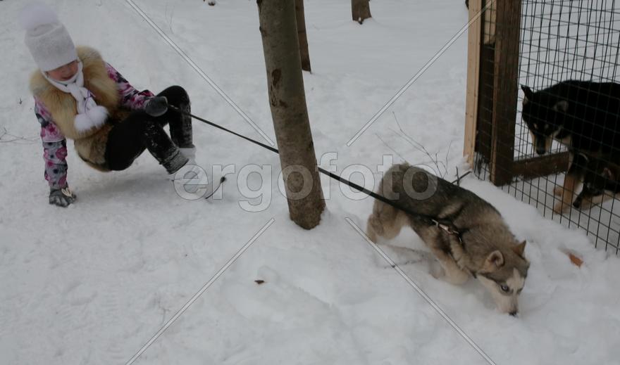 Дарья Андреева и щенок хаски Уголек