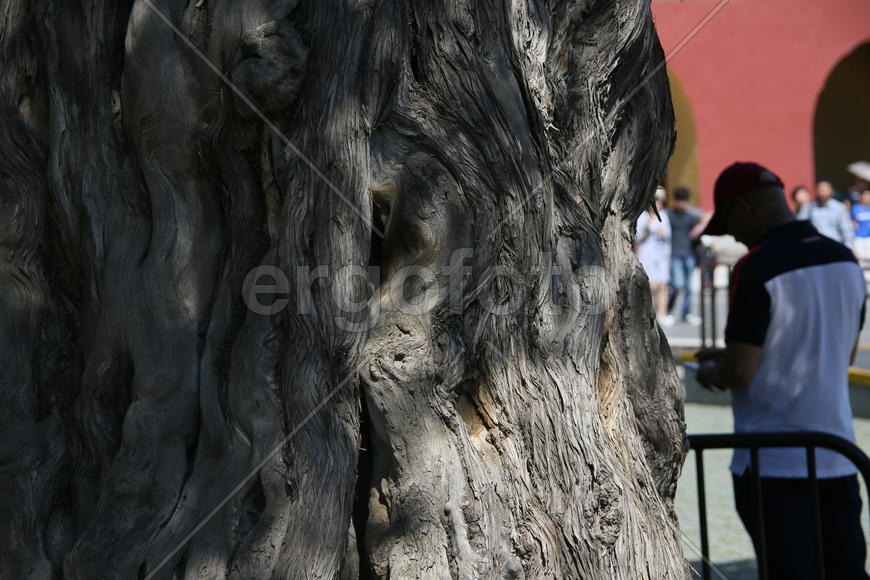 Пекин. Дерево.