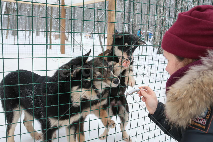 Хаски в парке Сокольники. Москва. Россия.