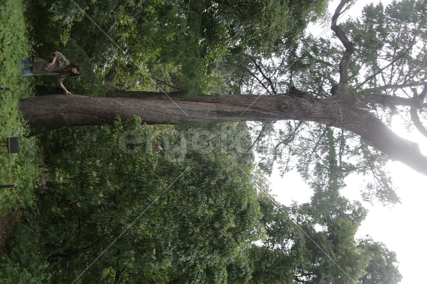 300-летняя лиственница.