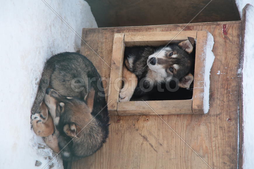 Собаки породы Хаски греться в будке в парке Сокольники 