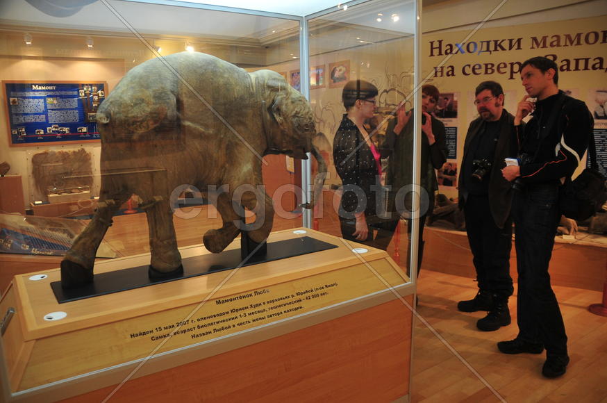  раеведческий музей. —алехард. —амый известный мамоненок в мире Ћюба. ¬ќзраст 40 тыс€ч лет. Ќа сегод