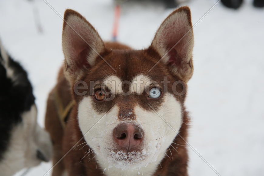Коричнево-белый хаски с разноцветными глазами. Парк сокольники 