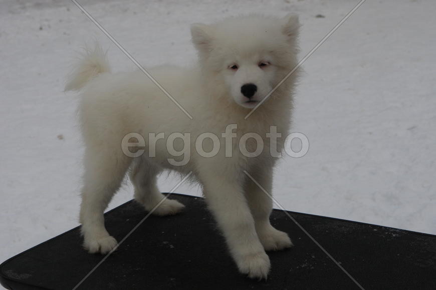 Самоедская собака