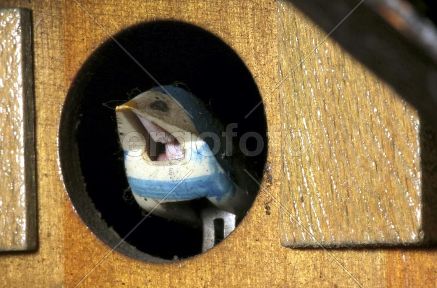 Старинные коллекционные часы с кукушкой вырезанной из дерева 