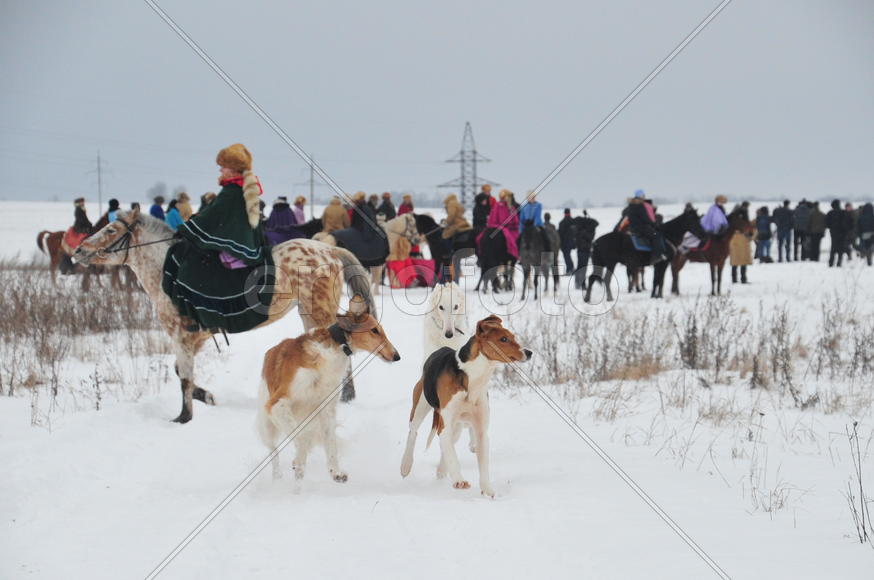 Реконструкция конной охоты с тремя борзыми и одной гончей в клубе Аванпост. фйото Сергей Шахиджанян 