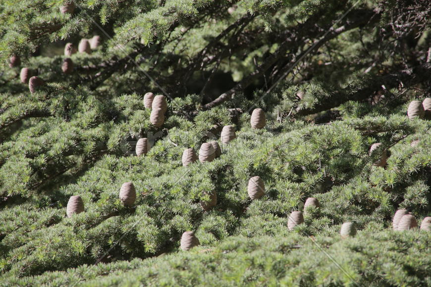 Плоды хвойного дерева. Шишки на ветвях ели 