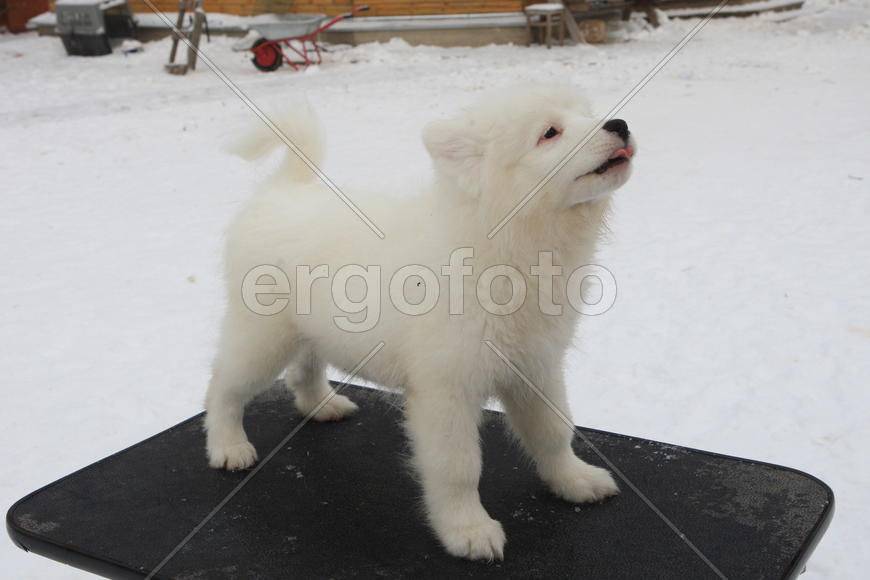 Самоедская собака