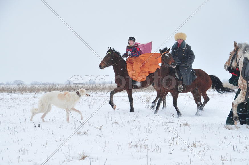 Реконструкция конной охоты с тремя борзыми и одной гончей в клубе Аванпост. фйото Сергей Шахиджанян 