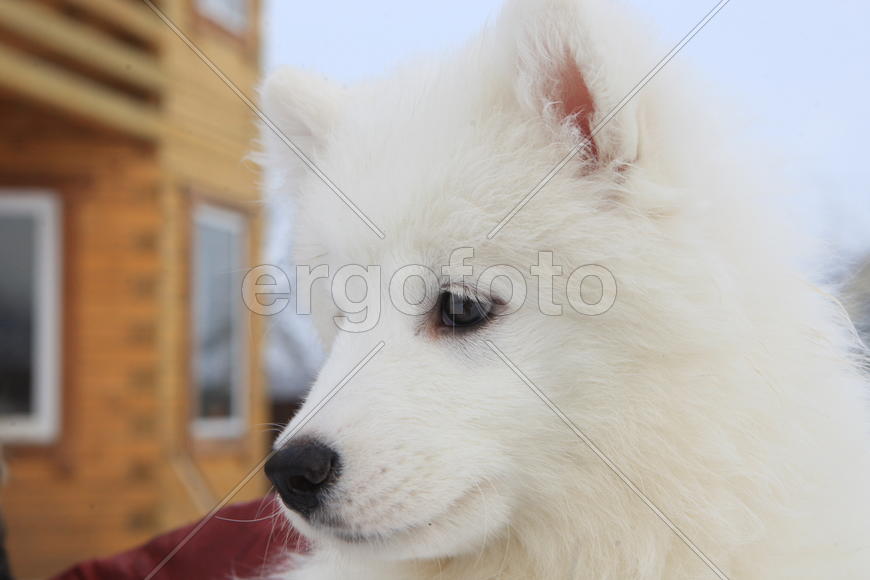 Самоедская собака