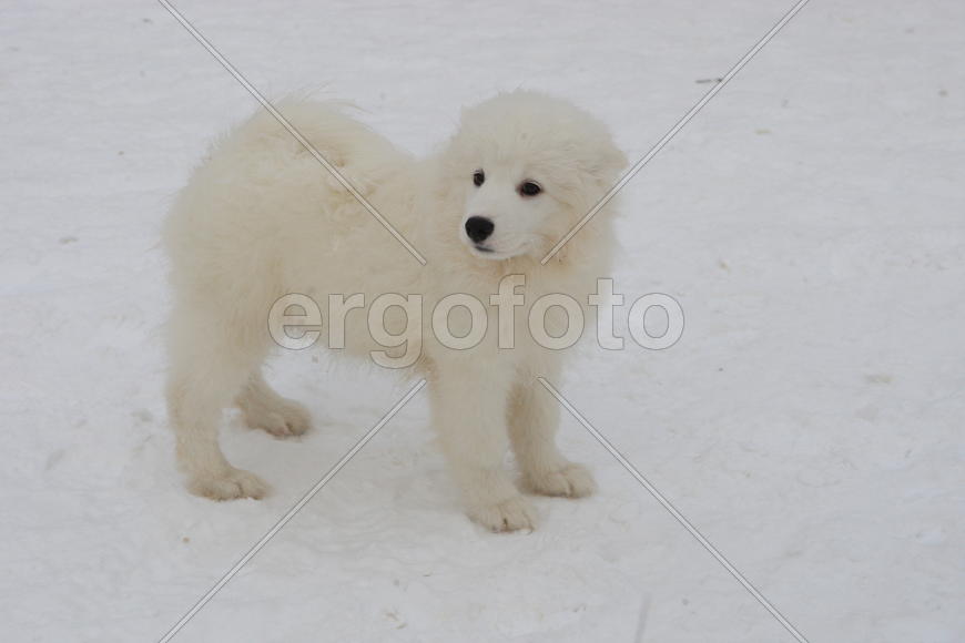 Самоедская собака