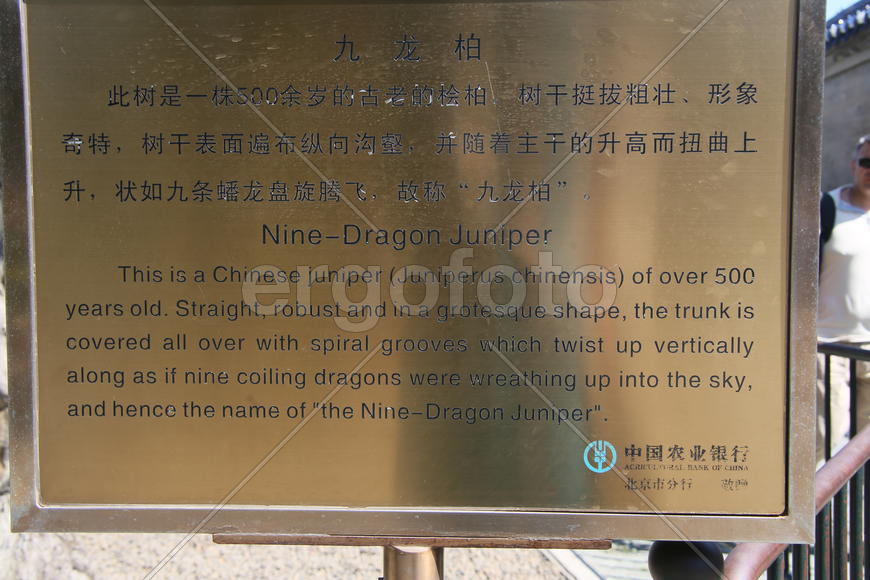 Пекин. Nine Dragon Juniper
