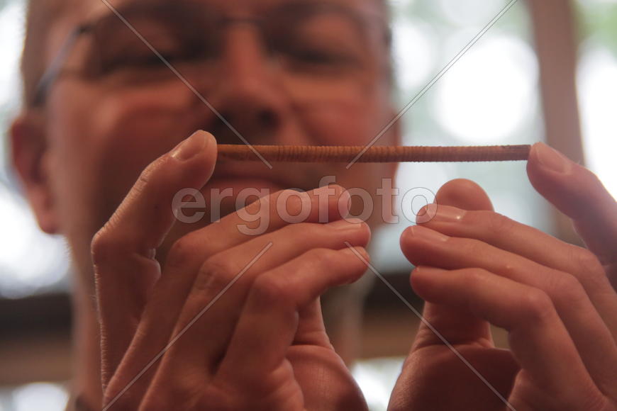 Ветка 300-летней лиственницы в руках