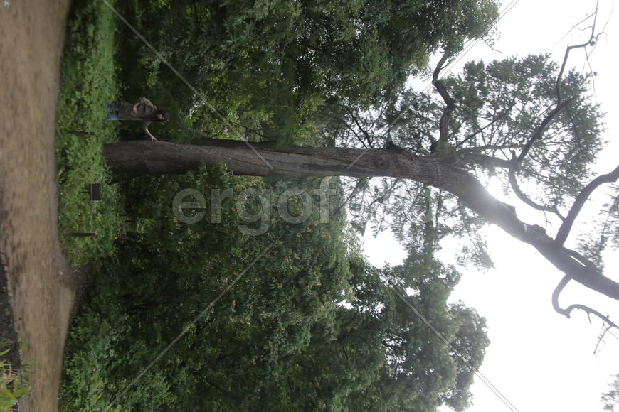 300-летняя лиственница. Девушка позирует у ствола дерева 