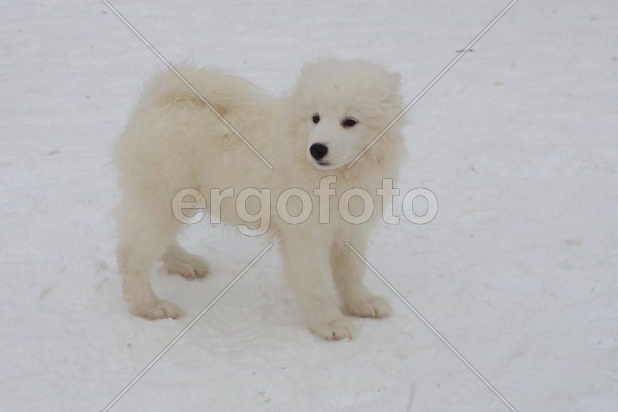 Самоедская собака