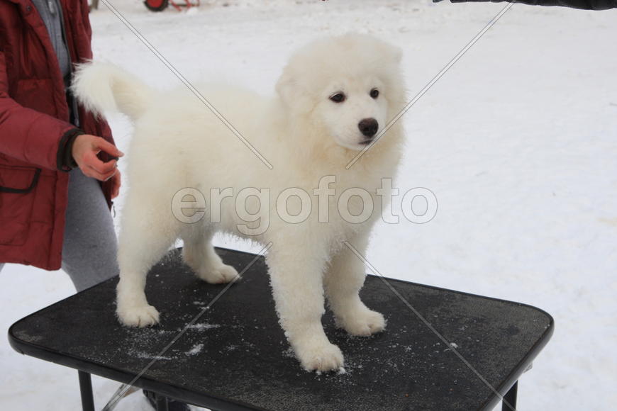Самоедская собака