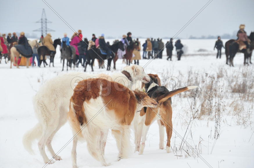 Реконструкция конной охоты с тремя борзыми и одной гончей в клубе Аванпост. фйото Сергей Шахиджанян 