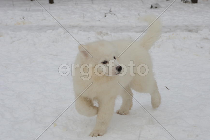 Самоедская собака