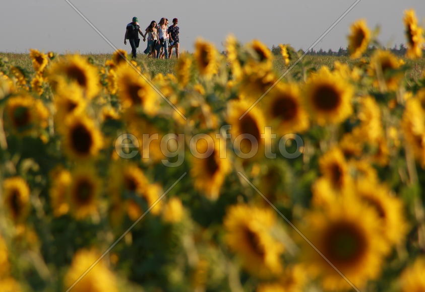 Подсолнухи