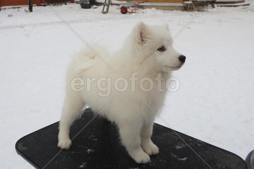 Самоедская собака