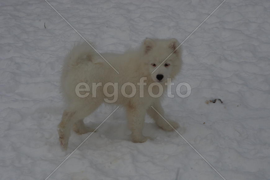 Самоедская собака