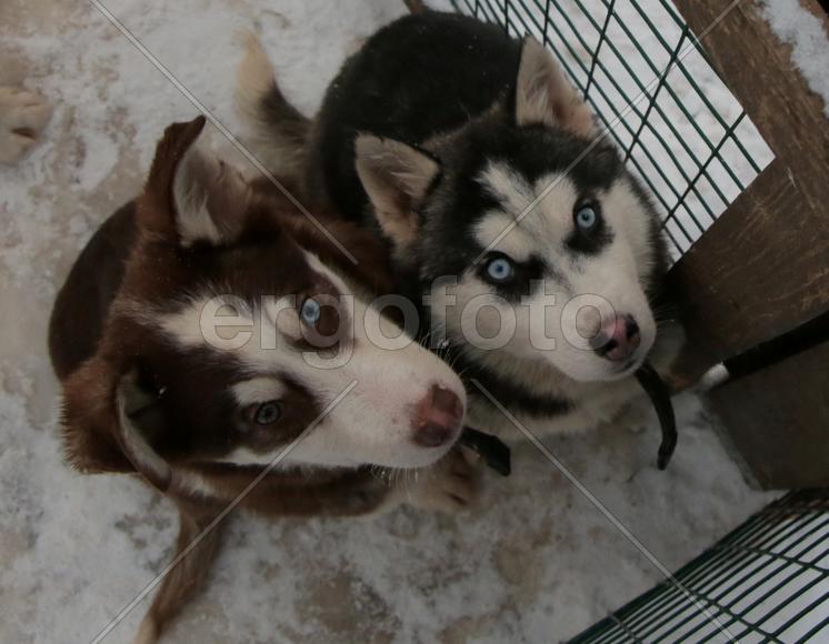 Коричневый и черный хаски в вольере в парке Сокольники 