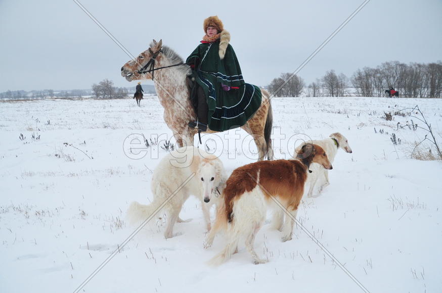 Реконструкция конной охоты с тремя борзыми и одной гончей в клубе Аванпост. фйото Сергей Шахиджанян 