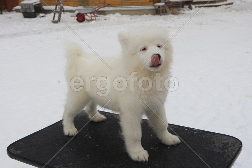 Самоедская собака