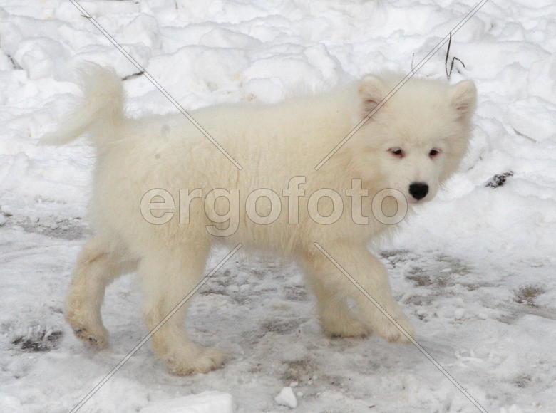 Самоедская собака