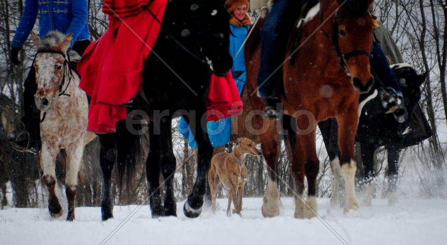 Реконструкция конной охоты с тремя борзыми и одной гончей в клубе Аванпост. фйото Сергей Шахиджанян 