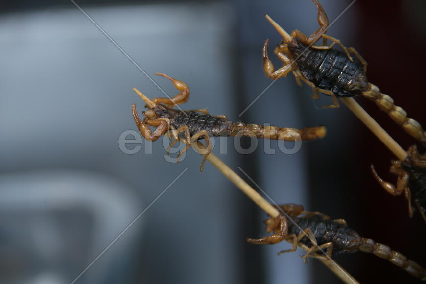 Пекин.  Шашлык из свежих скорпионов