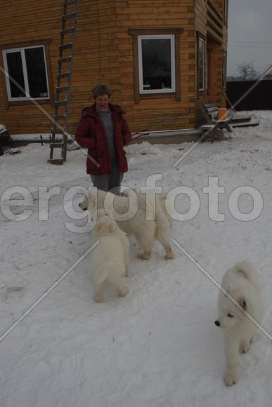 Самоедские собаки