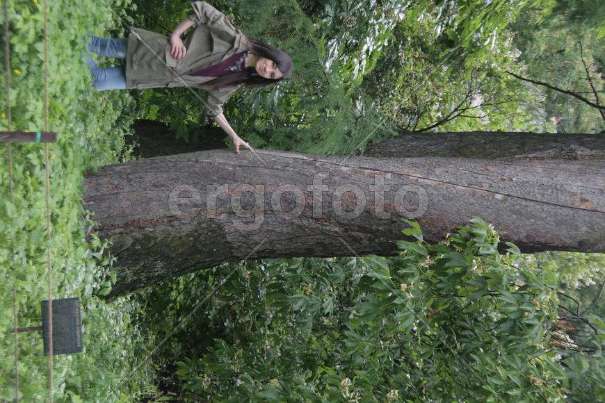 300-летняя лиственница. Девушка позирует у ствола дерева 