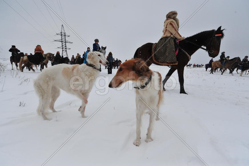 Реконструкция конной охоты с тремя борзыми и одной гончей в клубе Аванпост. фйото Сергей Шахиджанян 