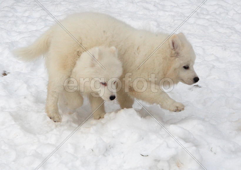 Самоедские собаки
