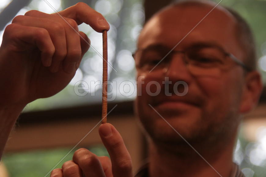 Ветка 300-летней лиственницы в руках