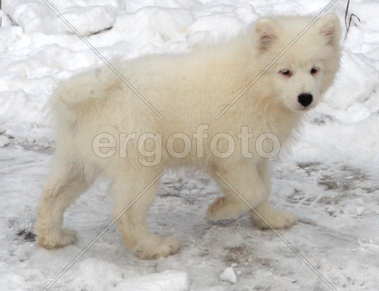 Самоедская собака