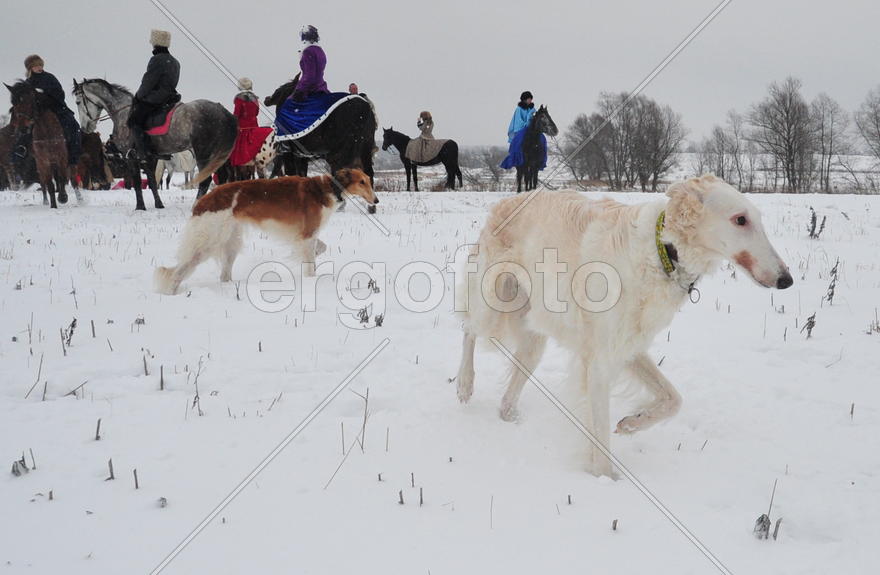 Реконструкция конной охоты с тремя борзыми и одной гончей в клубе Аванпост. фйото Сергей Шахиджанян 