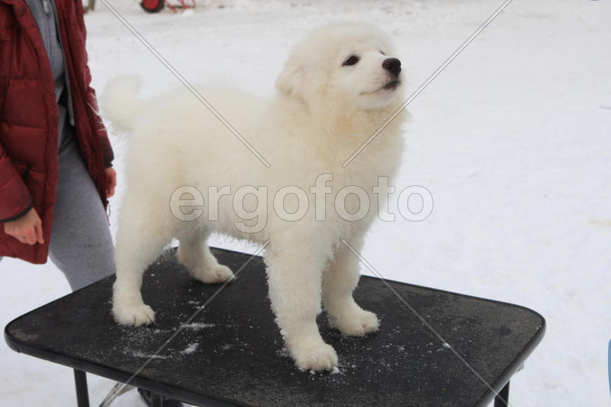 Самоедская собака