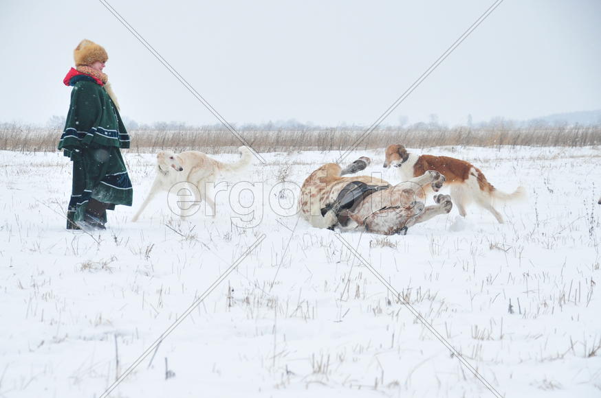 Реконструкция конной охоты с тремя борзыми и одной гончей в клубе Аванпост. фйото Сергей Шахиджанян 
