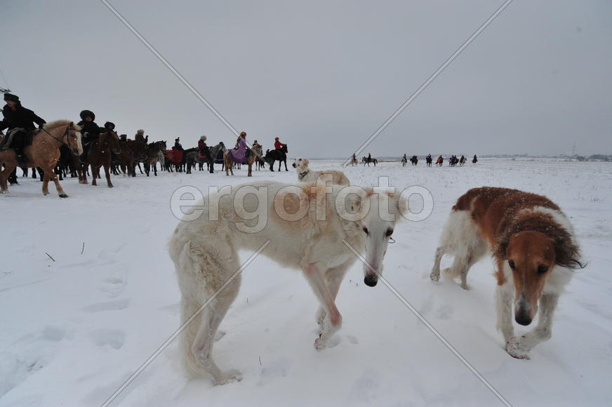 Реконструкция конной охоты с тремя борзыми и одной гончей в клубе Аванпост. фйото Сергей Шахиджанян 