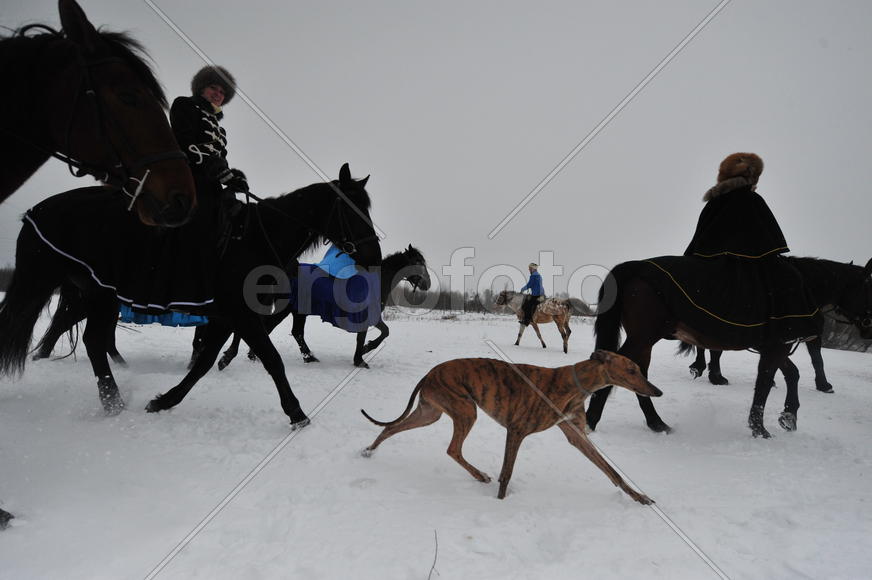 Реконструкция конной охоты с тремя борзыми и одной гончей в клубе Аванпост. фйото Сергей Шахиджанян 