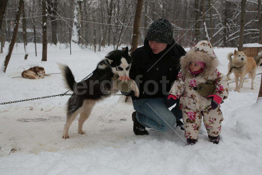 Папа Дмитрий Кухарчук с двухлетней дочерью Светланой Кухарчук и молодым хаски по кличке Верный