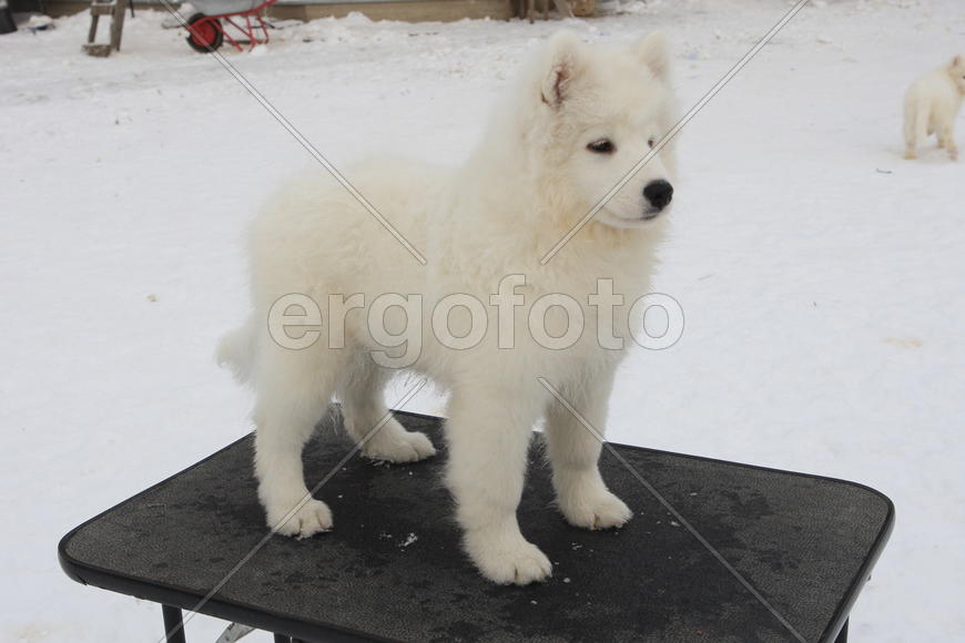 Самоедская собака